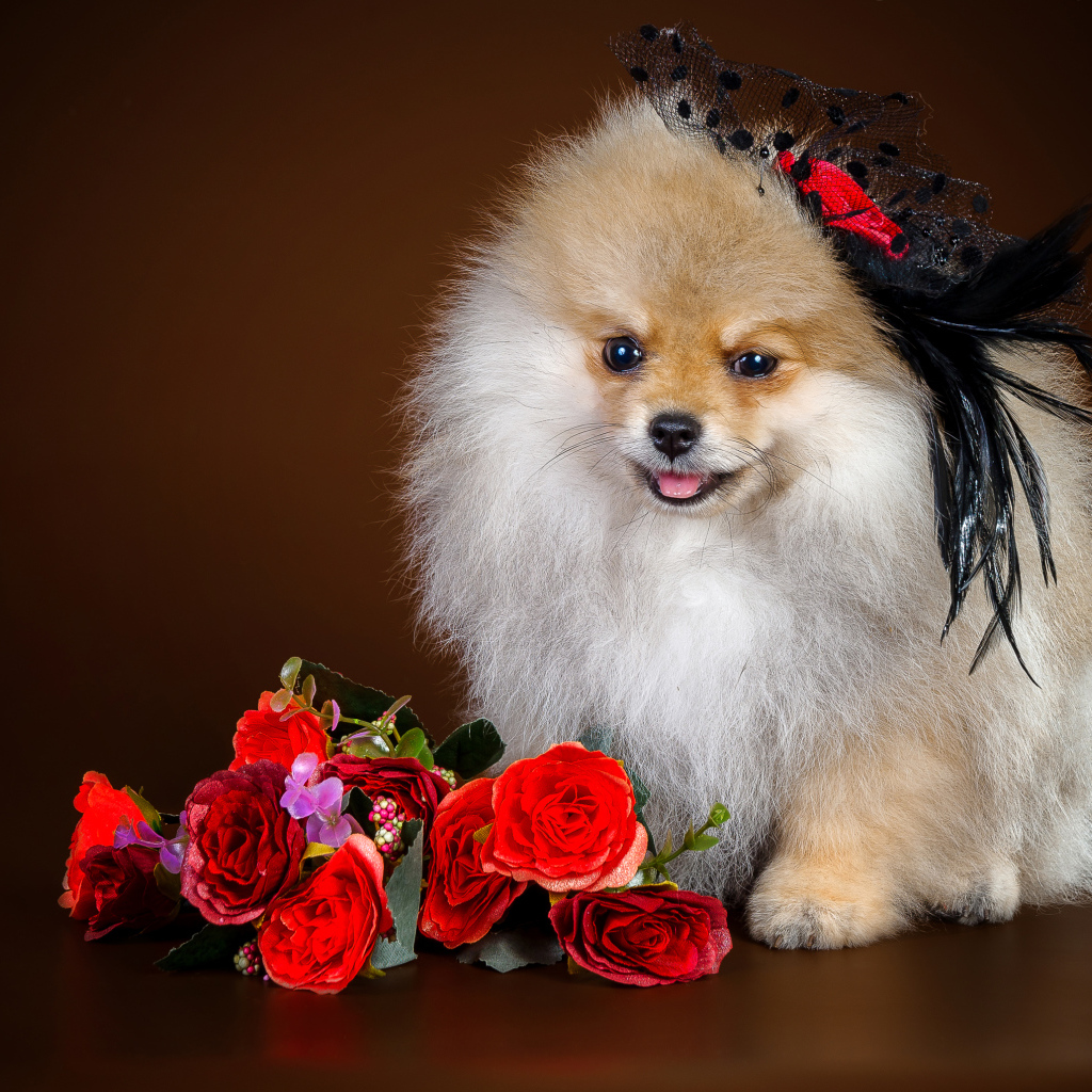 Милый шпиц в шляпке с букетом 