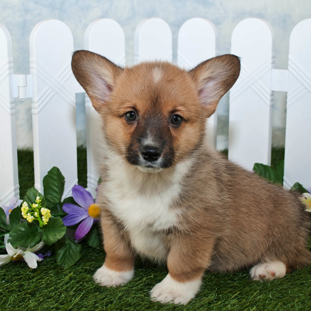 Милый маленький щенок вельш корги сидит на траве