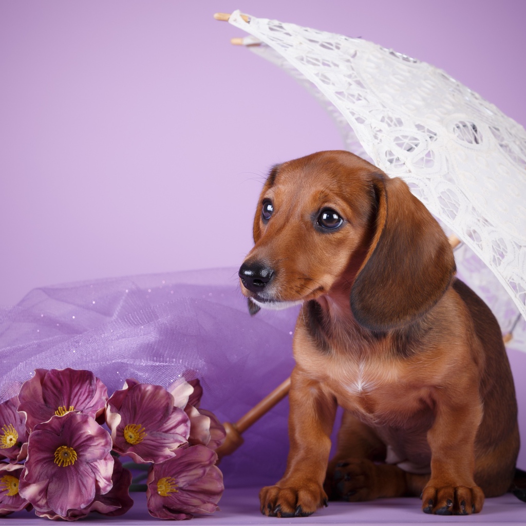 Такса под белым зонтом на фиолетовом фоне