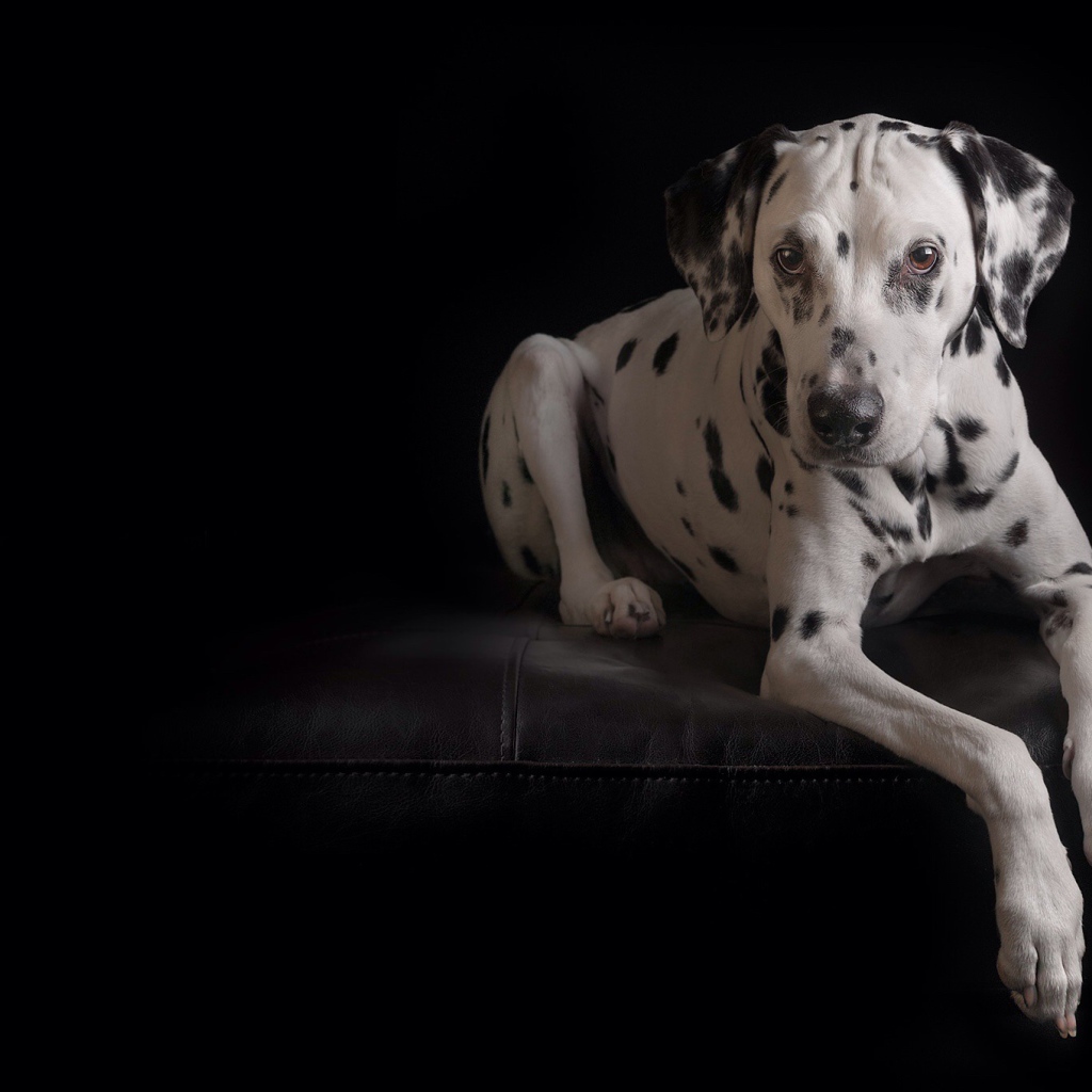 Далматинец лежит на кожаном диване на черном фоне