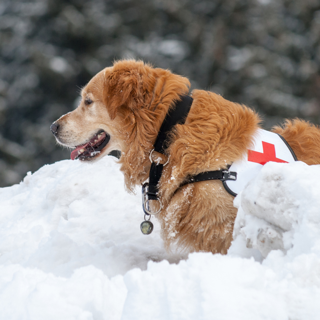 Собака золотистый ретривер спасатель на снегу