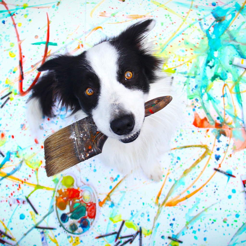 Собака породы бордер колли с кисточкой в пасти