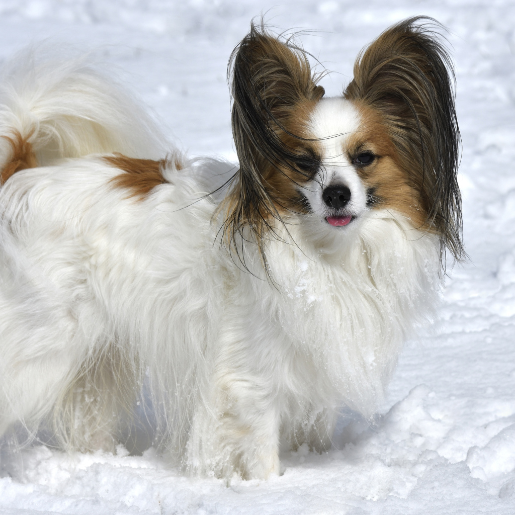 Пес породы Кинг-чарльз-спаниель стоит на снегу