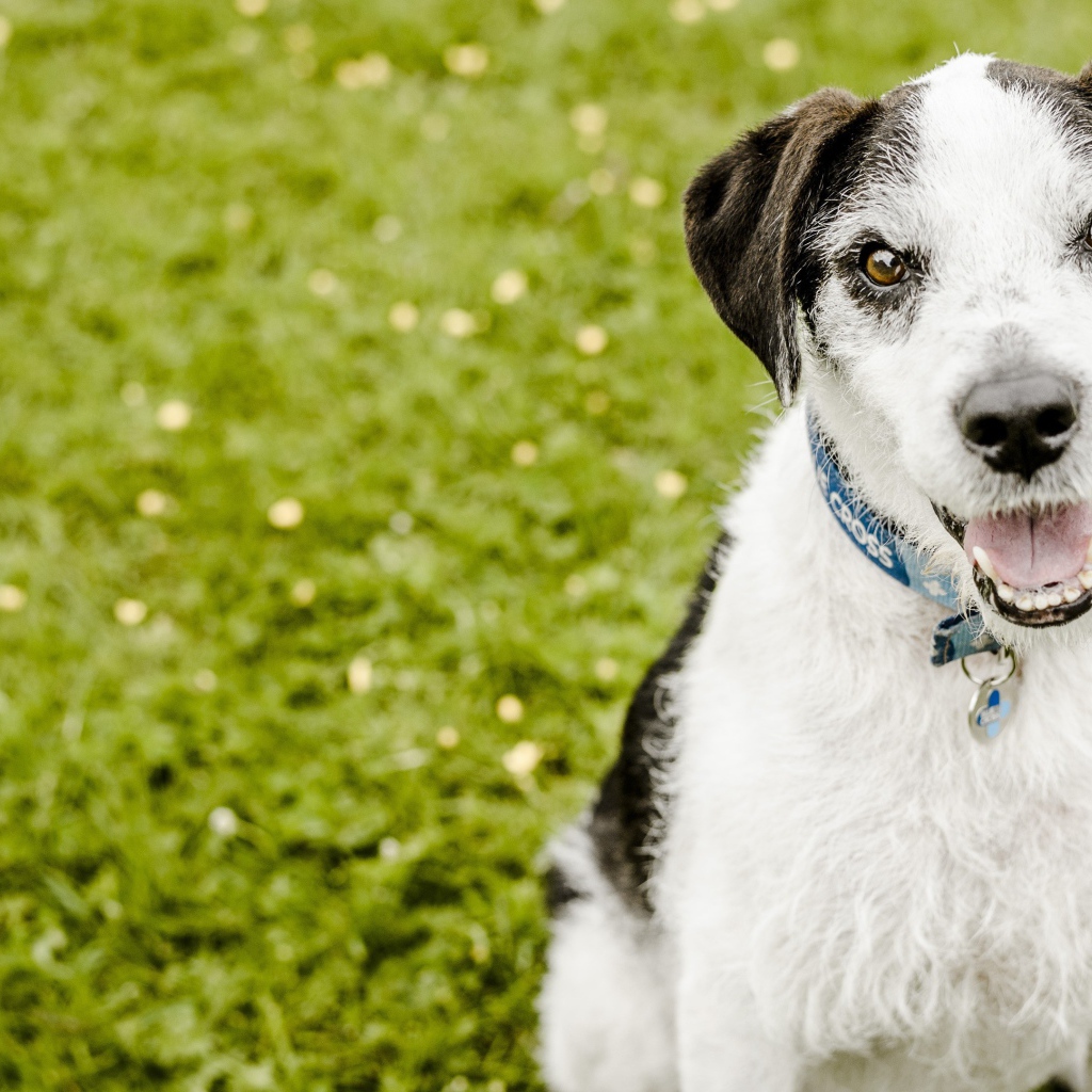 Пес с высунутым языком сидит на зеленой траве