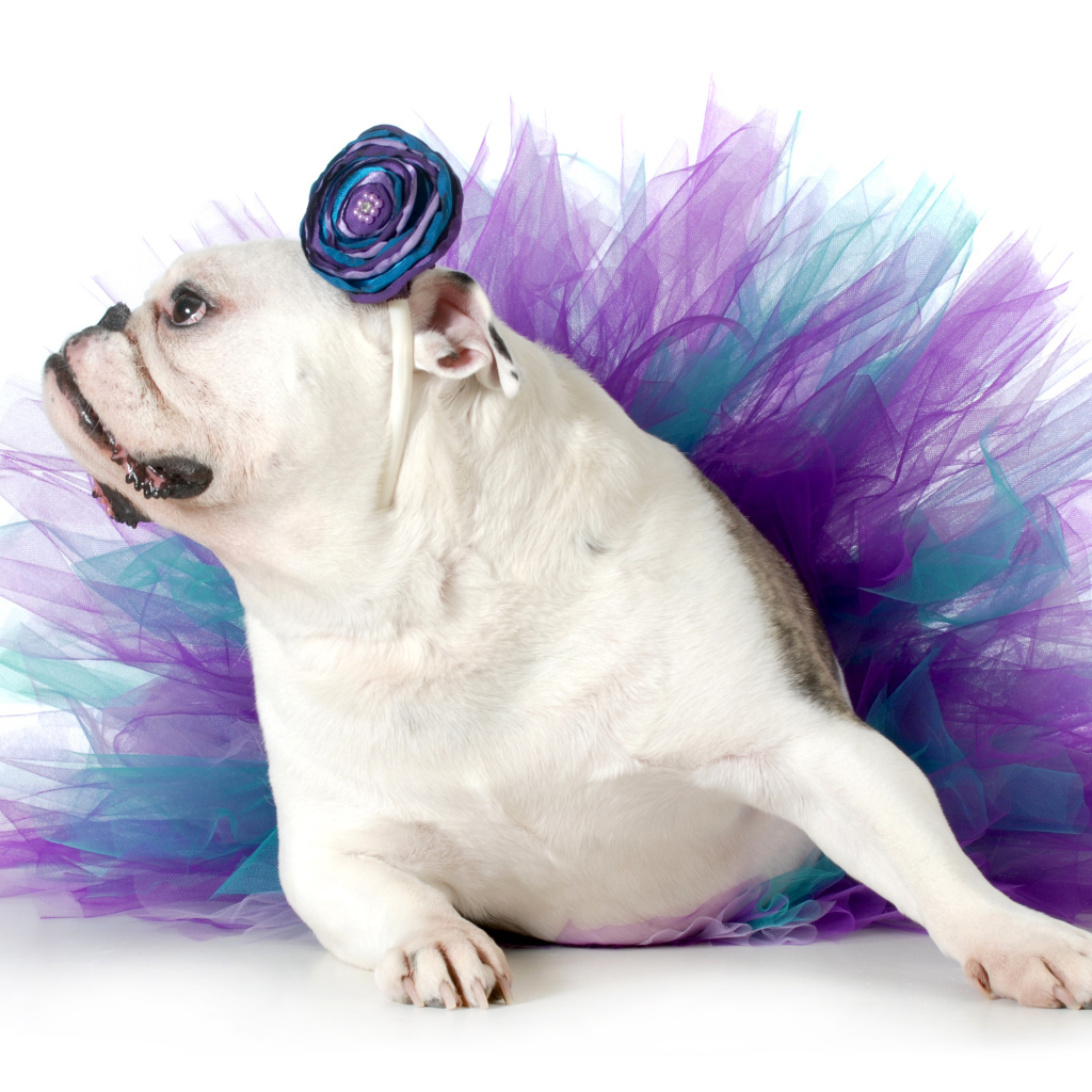 Английский бульдог в костюме на белом фоне