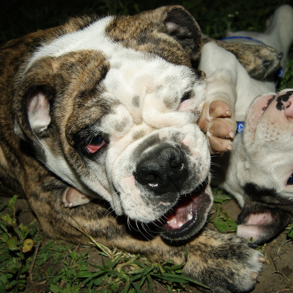 Английский бульдог со щенком играют на траве