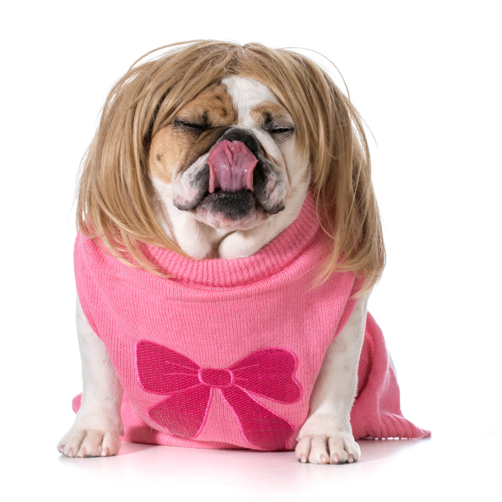 Английский бульдог в парике на белом фоне