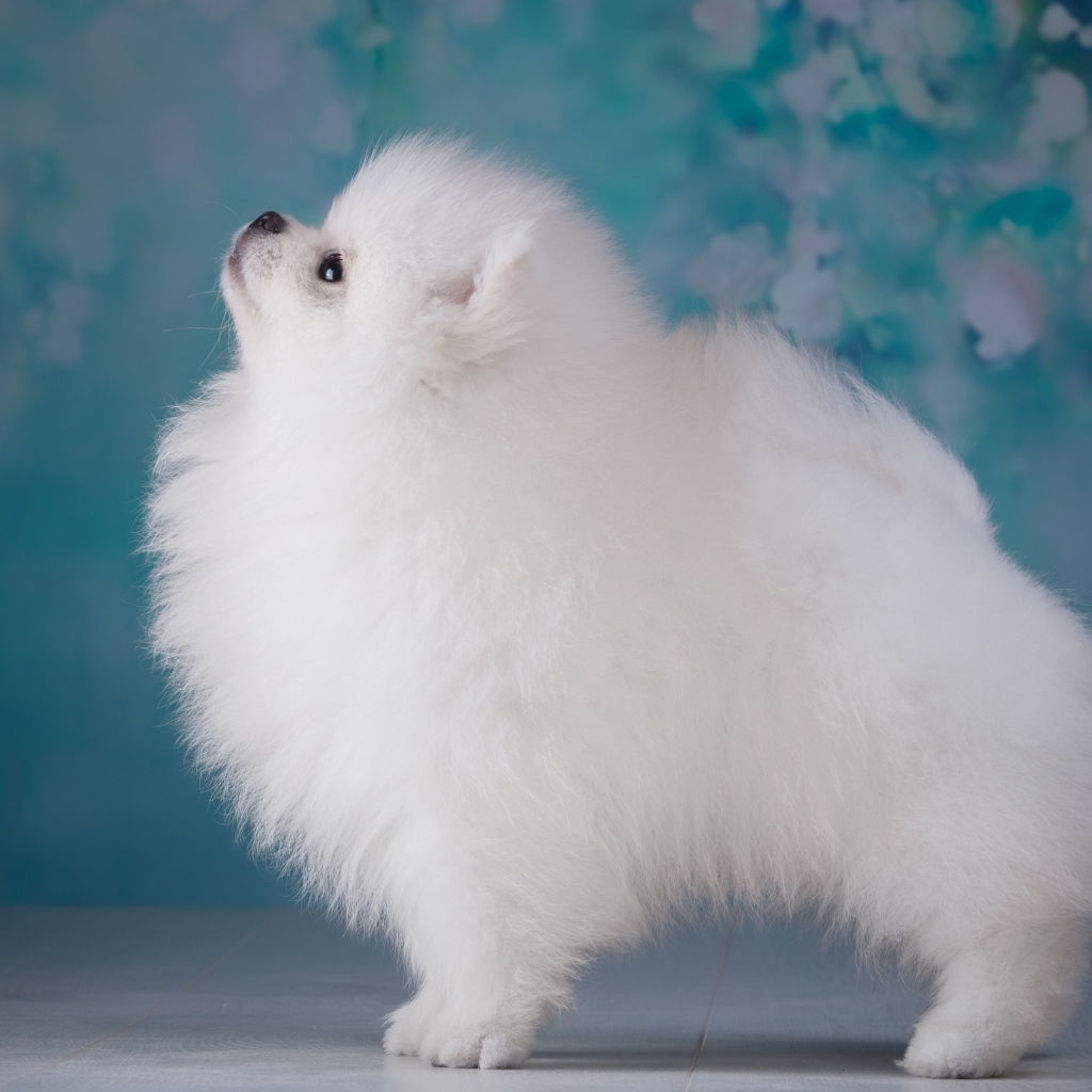 Пушистый белый шпиц боком