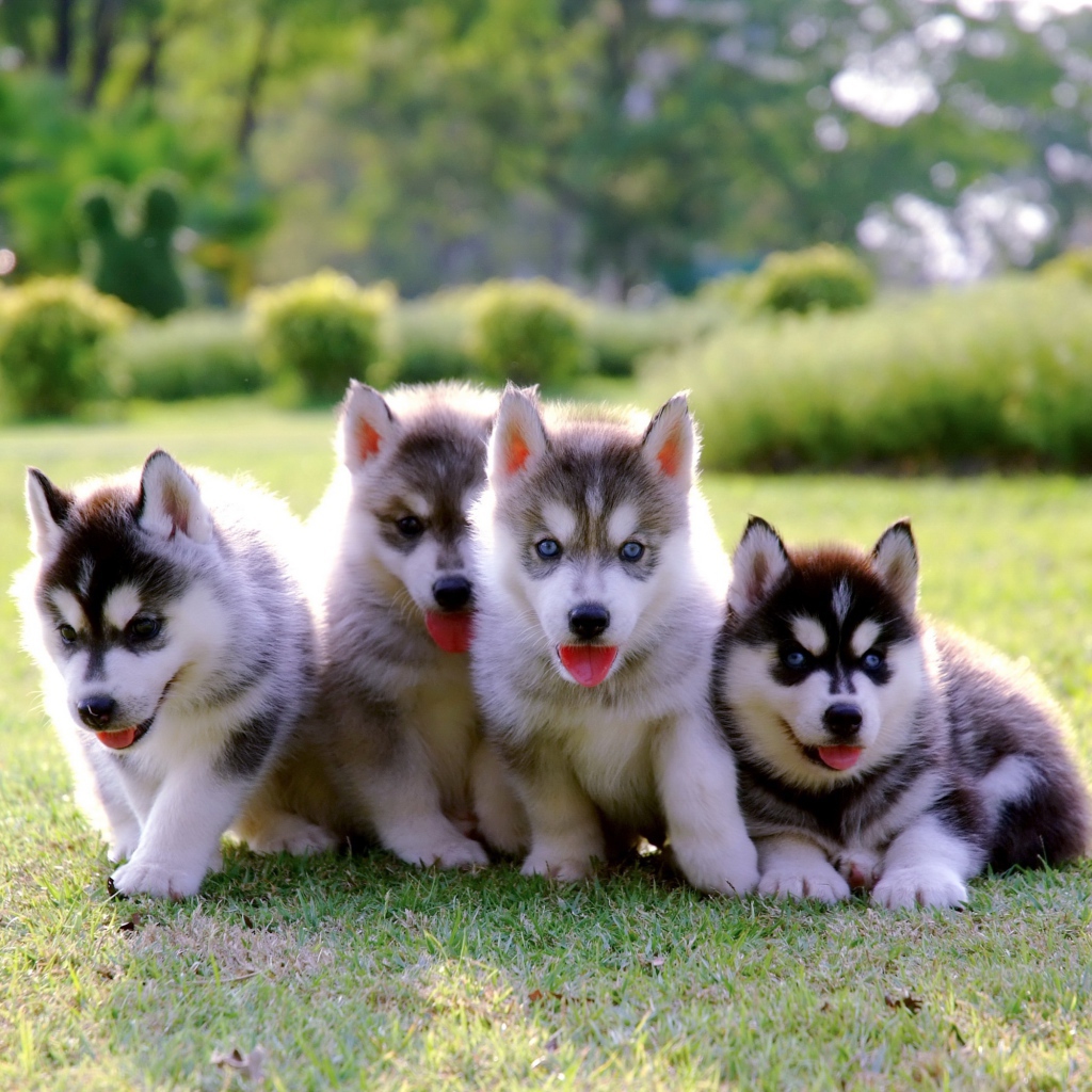 Четыре маленьких милых щенка хаски на траве