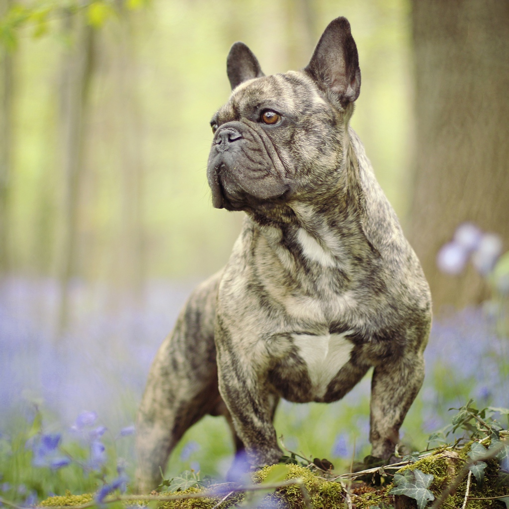 Французский бульдог гуляет по лесу