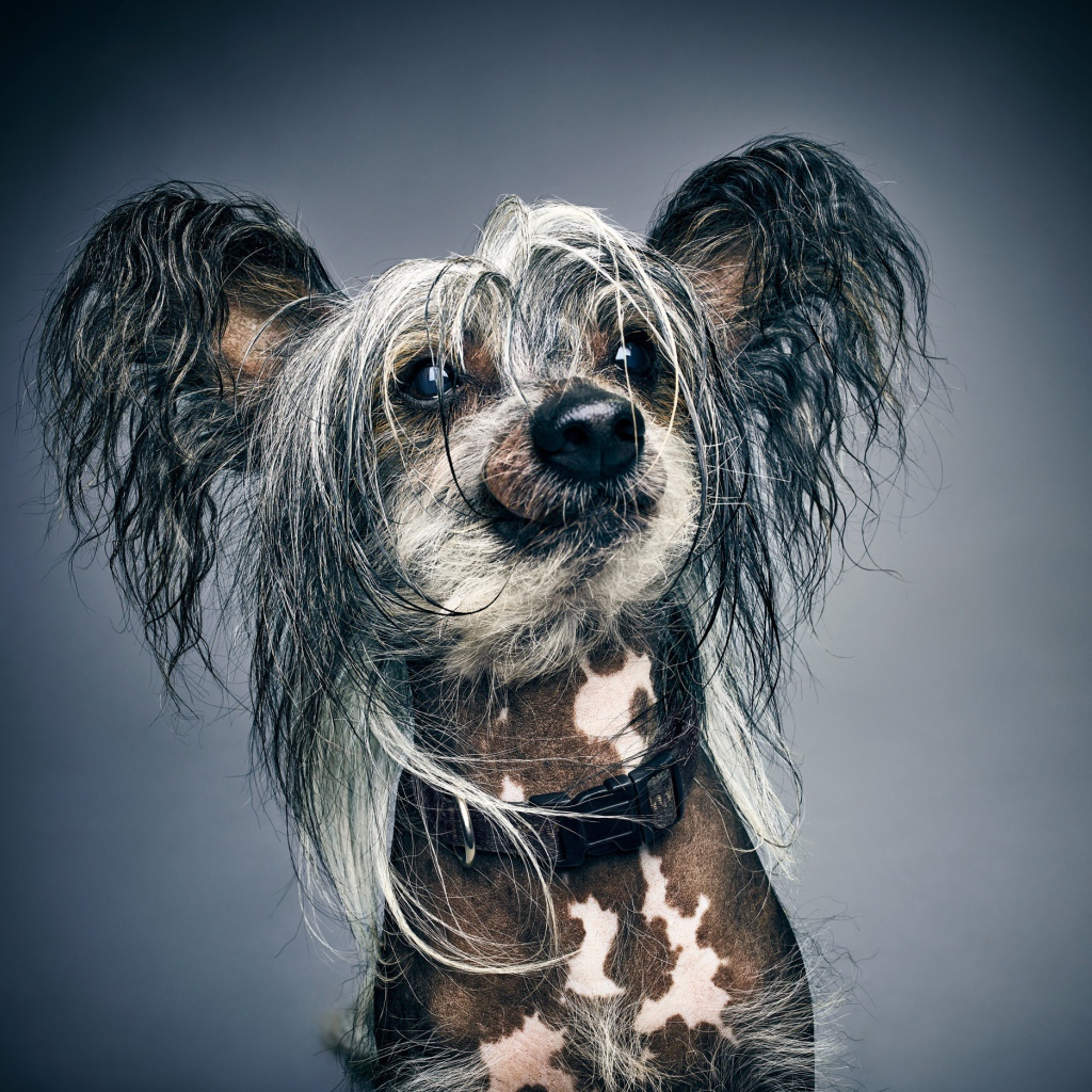 Забавная Китайская хохлатая на сером фоне