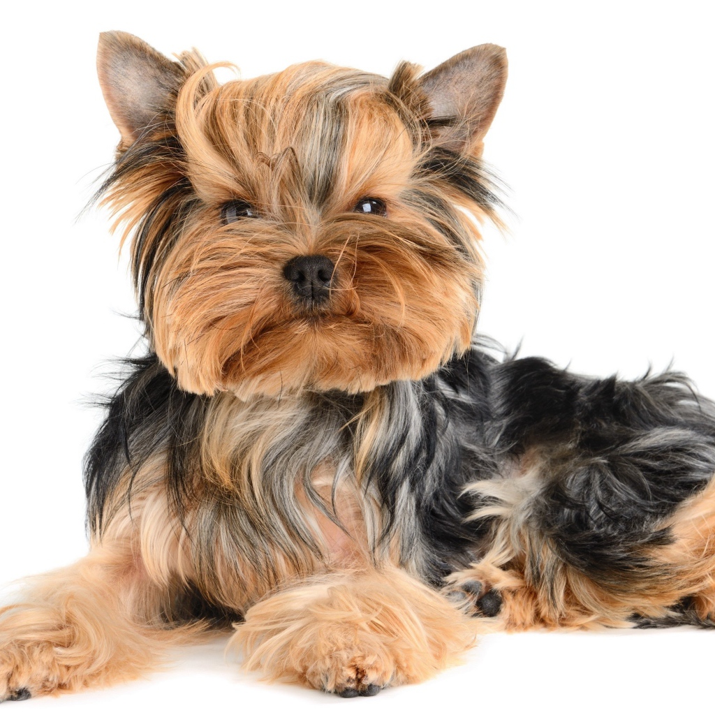 Смешной йоркширский терьер на белом фоне