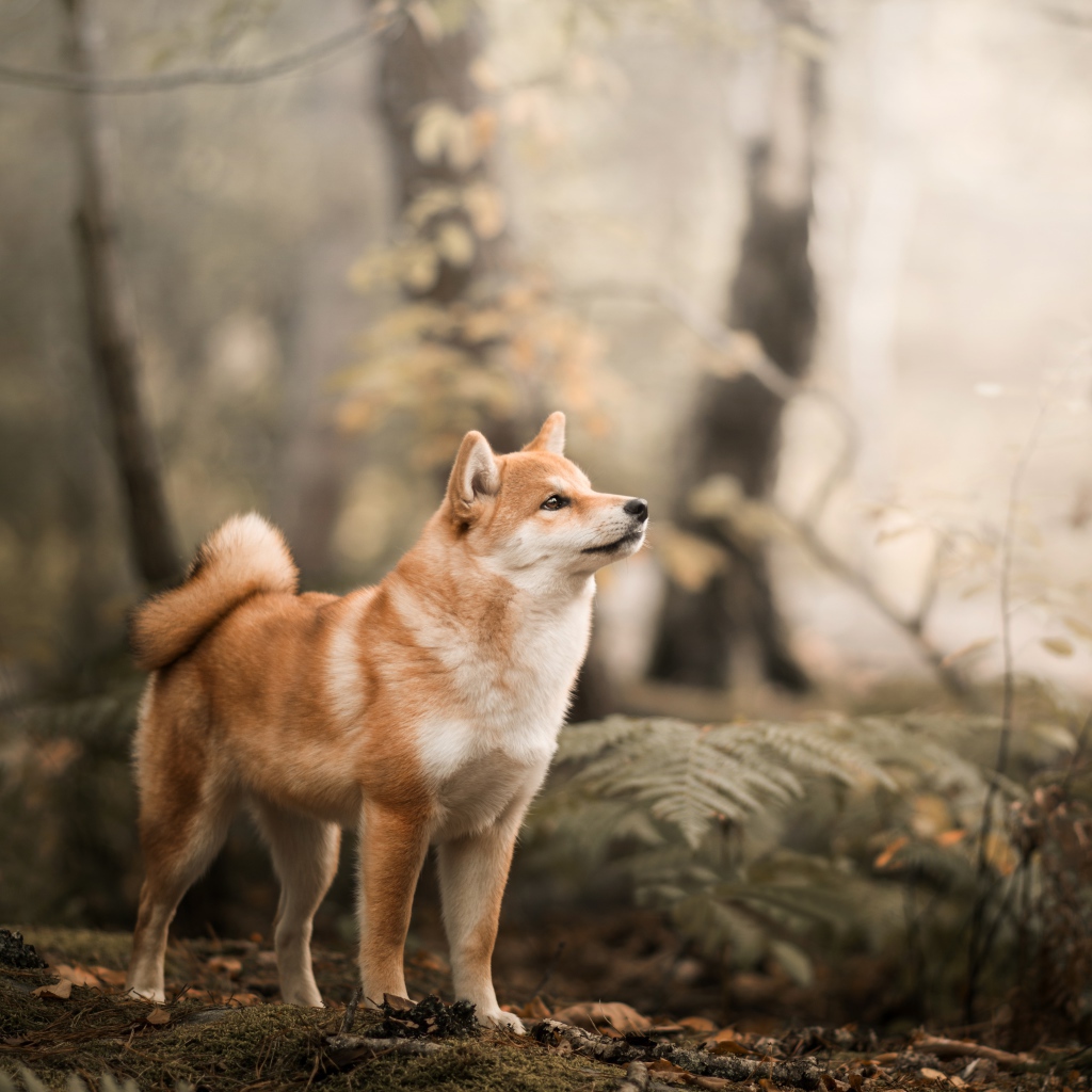 Забавный пес Акита в лесу