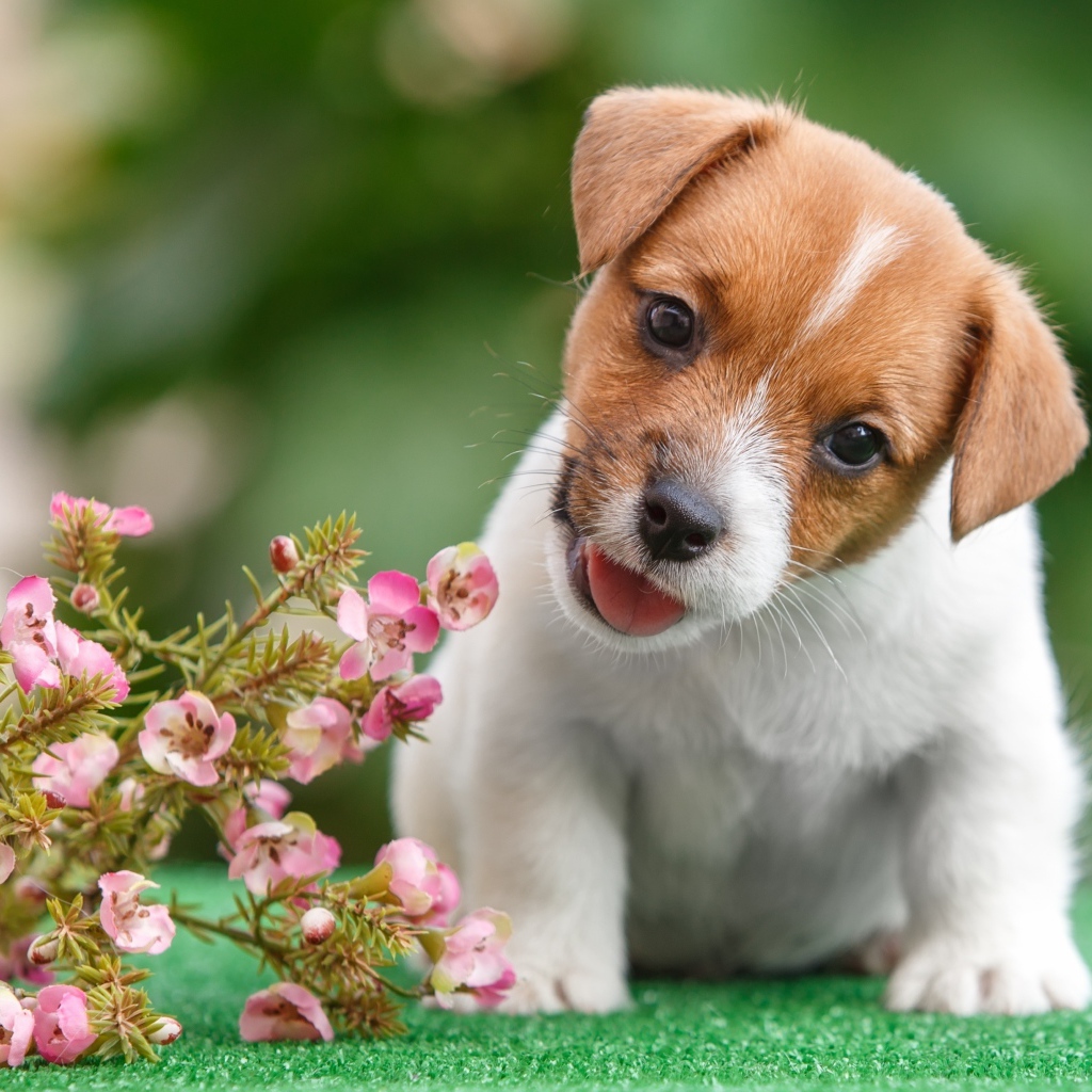 Смешной щенок Джек Рассел Терьер с цветами