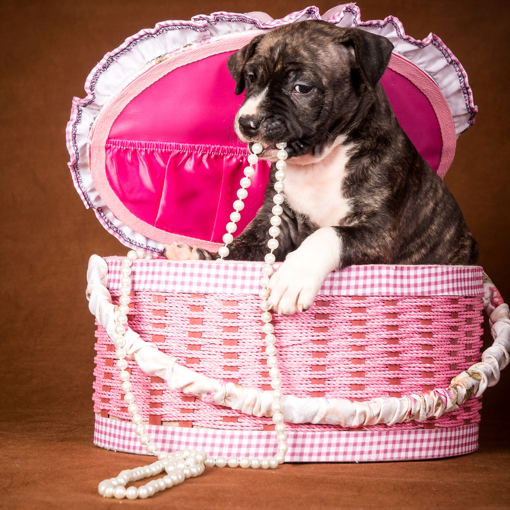Забавный щенок в розовой корзине с бусами