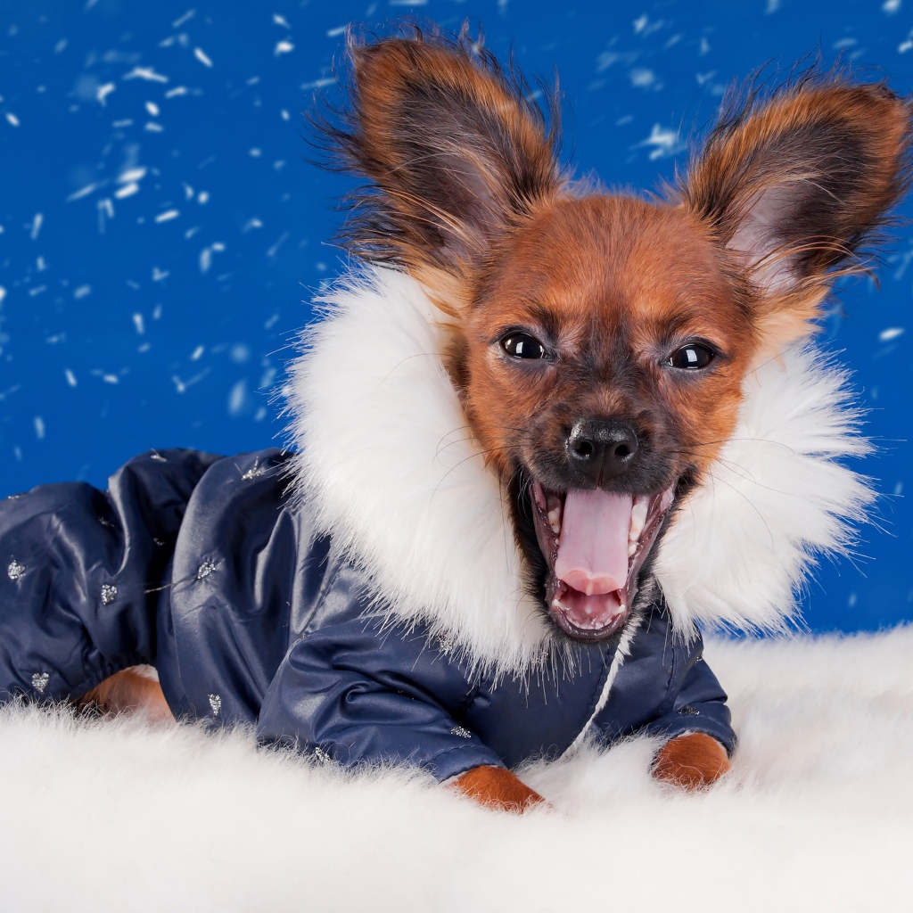 Смешной зевающий чихуахуа в костюме