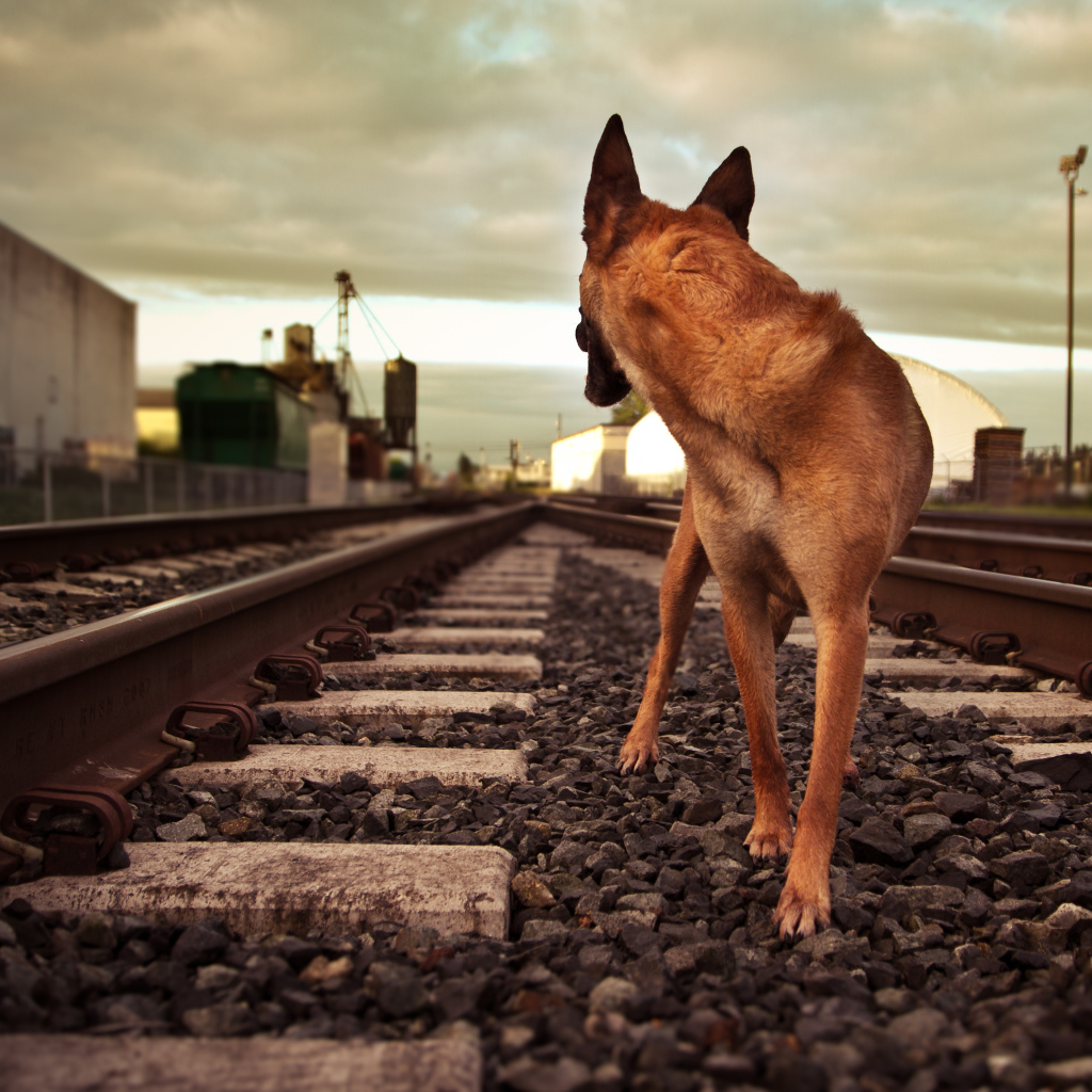 Немецкая овчарка бежит по железной дороге
