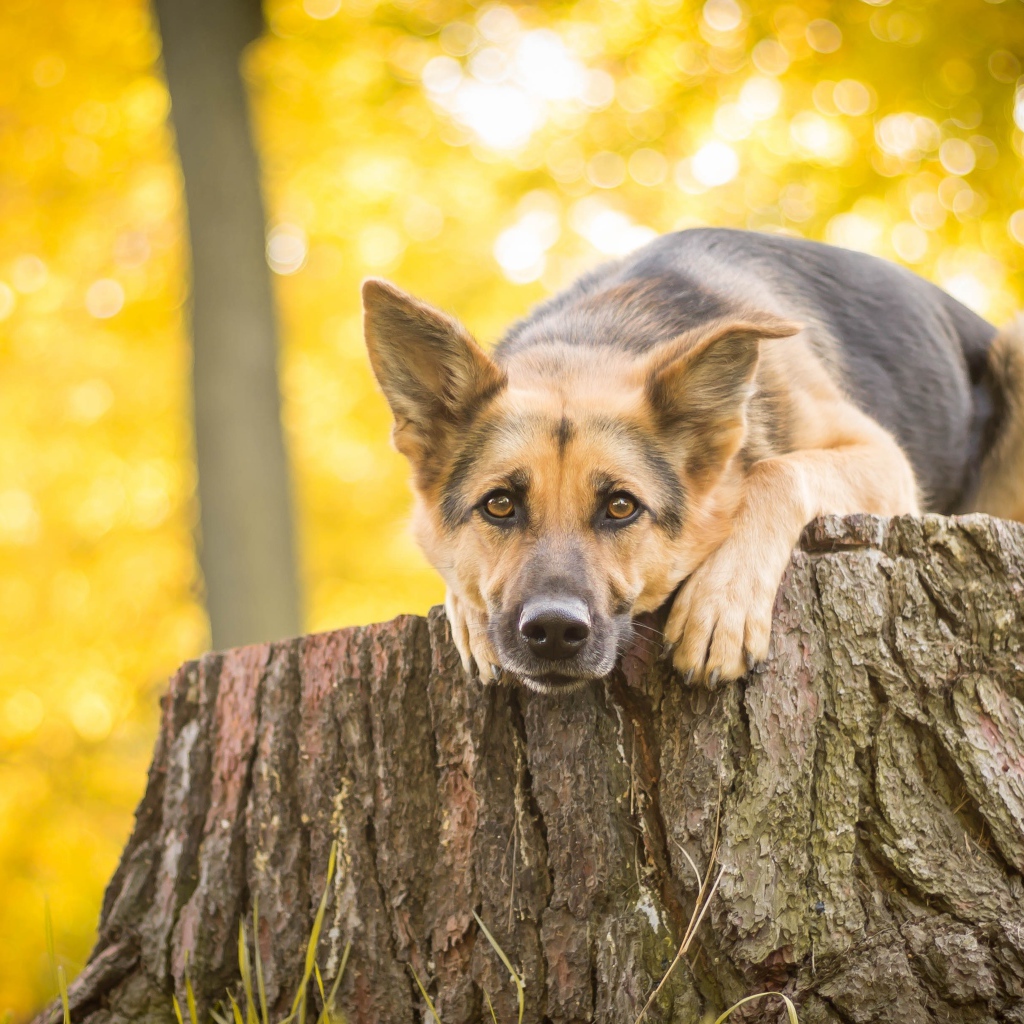 Немецкая овчарка лежит на пне