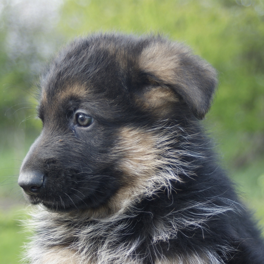 Щенок немецкой овчарки крупным планом