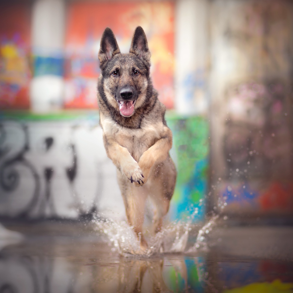 Немецкая овчарка с высунутым языком бежит по воде 