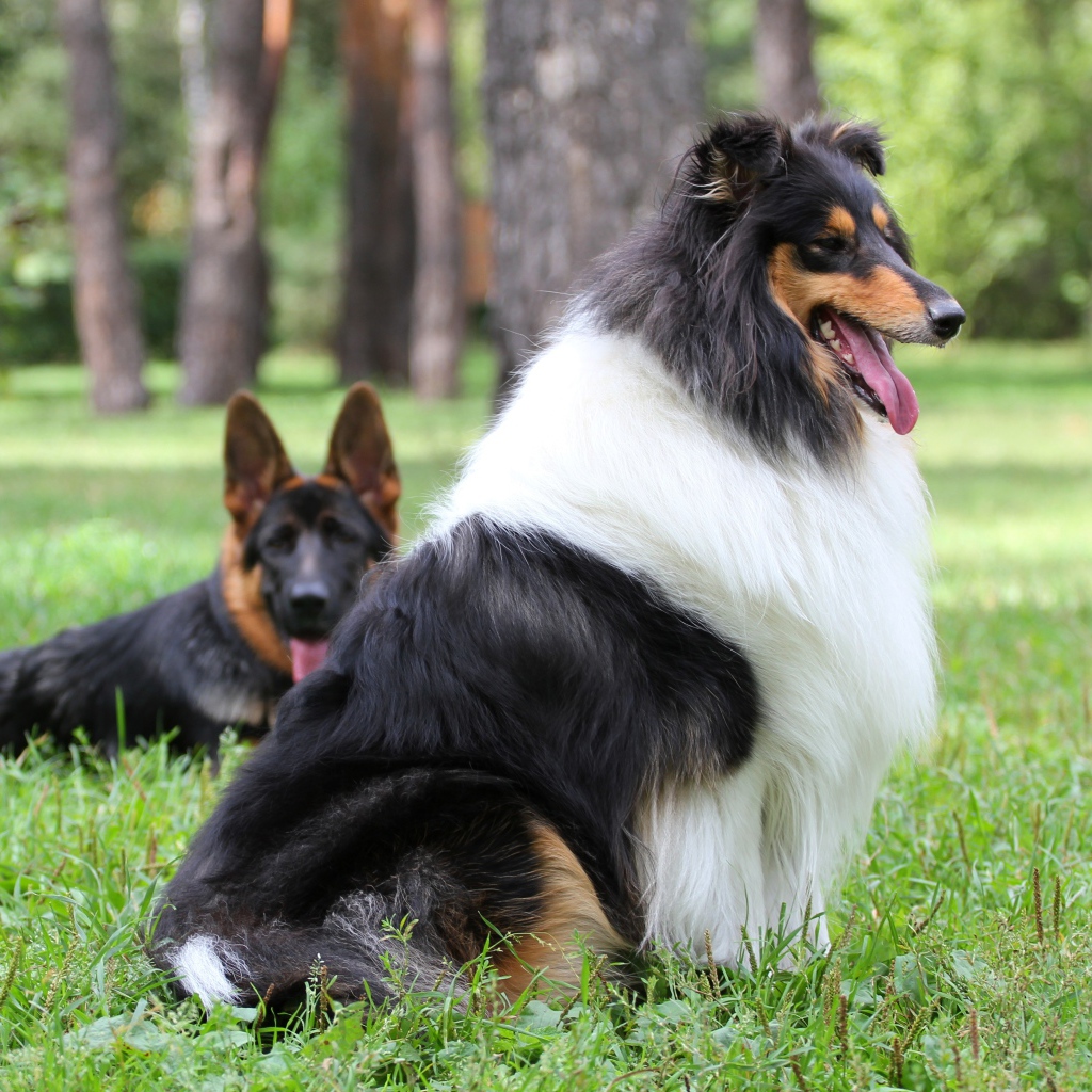 Немецкая овчарка и колли лежат на зеленой траве