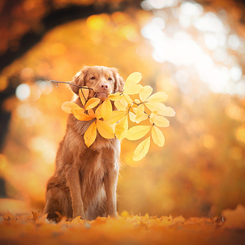 Золотистый ретривер в веткой с желтыми листьями в парке осенью