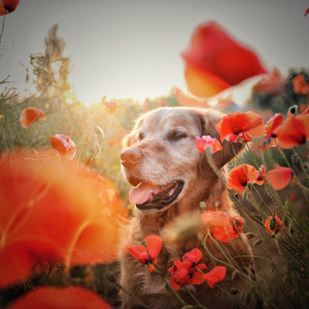 Золотистый ретривер в цветах красного мака