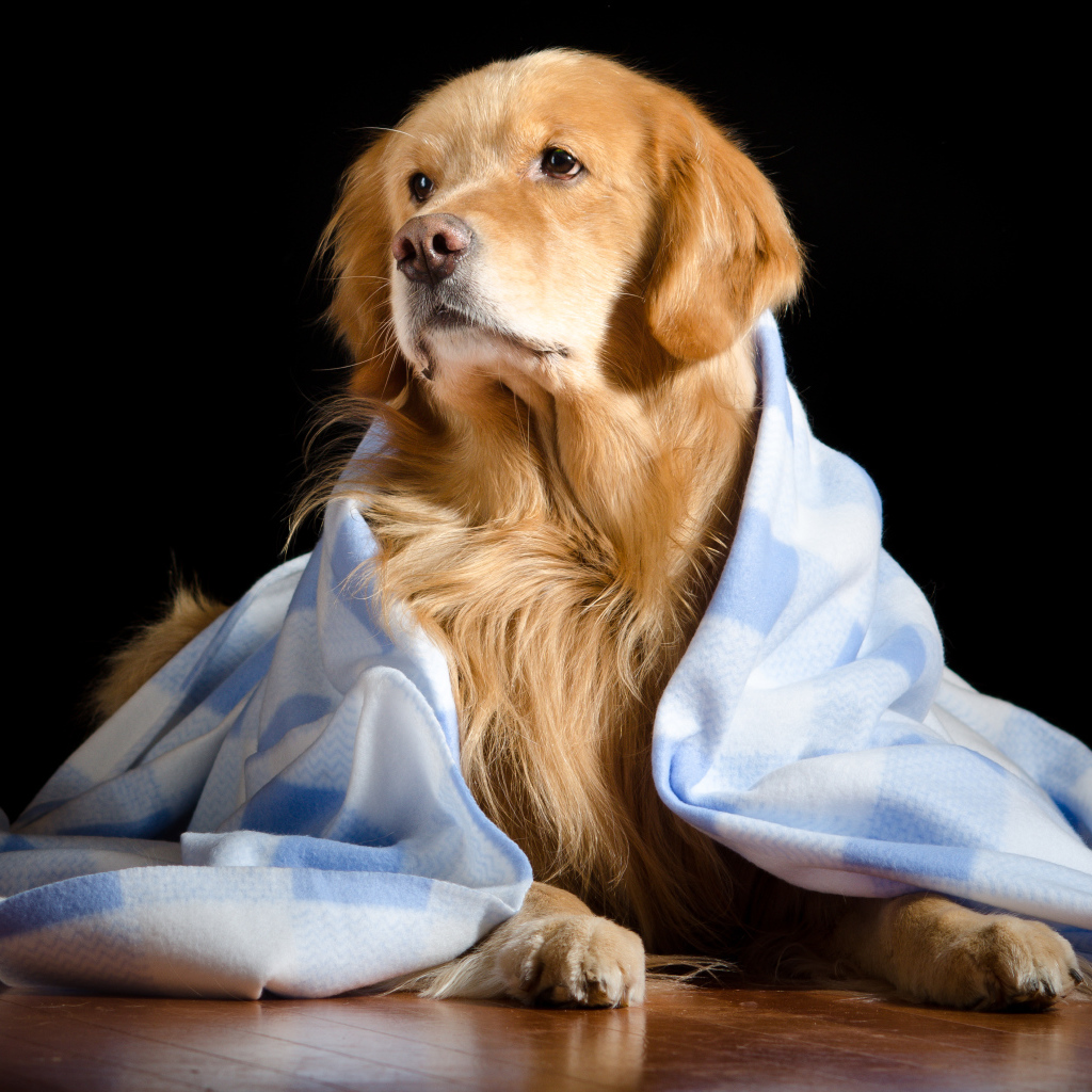 Золотистый ретривер лежит под пледом на черном фоне