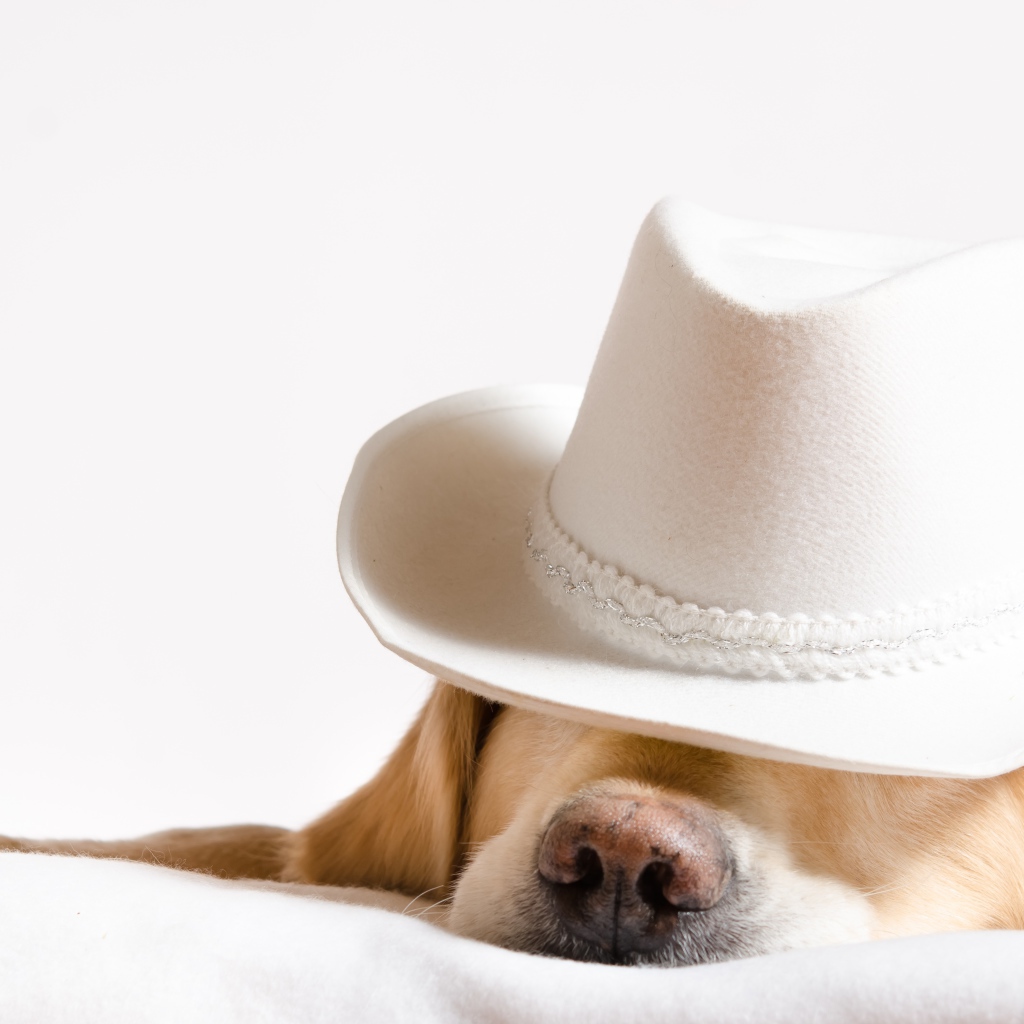 Золотистый ретривер спит в белой шляпе 