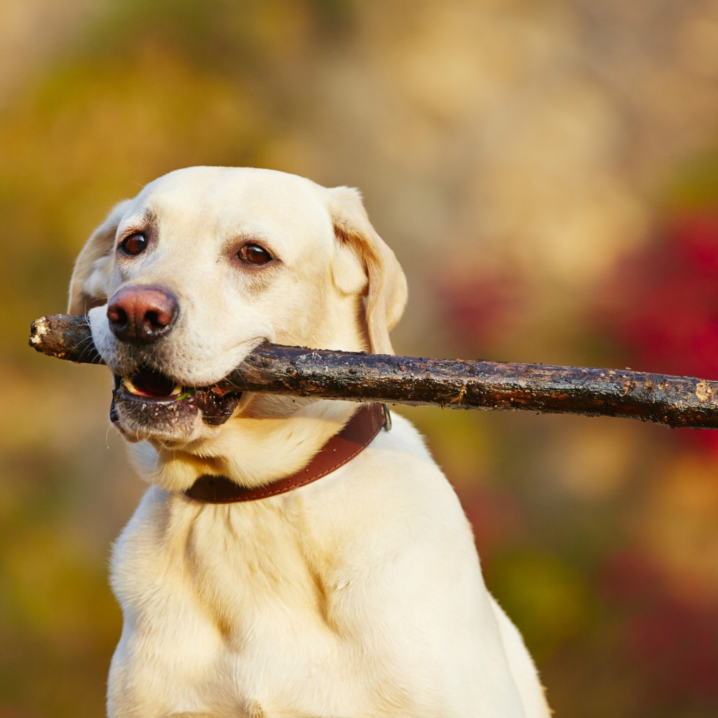 Золотистый ретривер с палкой в зубах