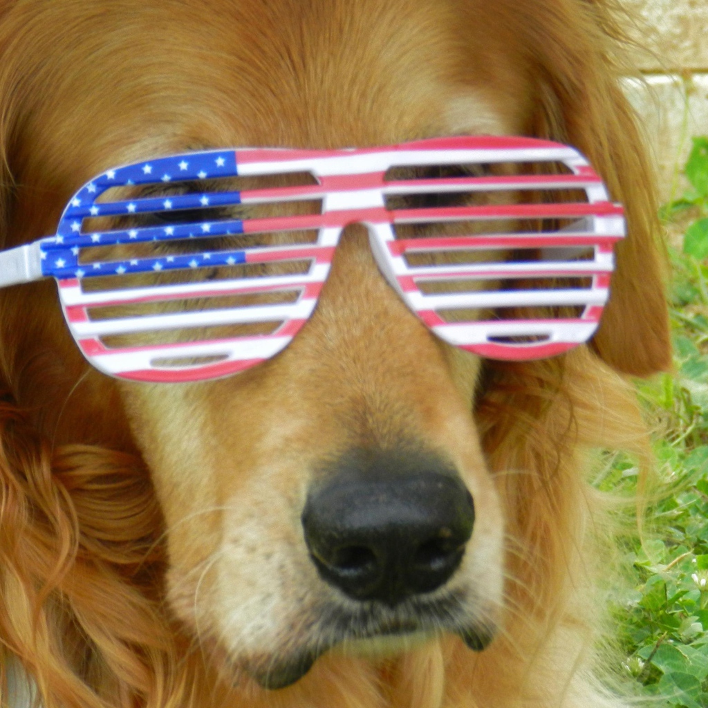 Золотистый ретривер в очках 