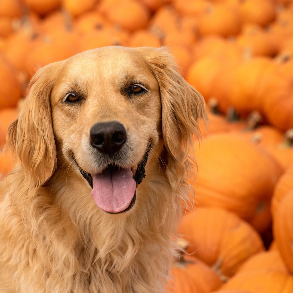 Золотистый ретривер с высунутым языком на фоне тыкв