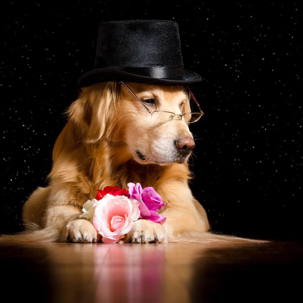 Золотистый ретривер в черной шляпе с цветами