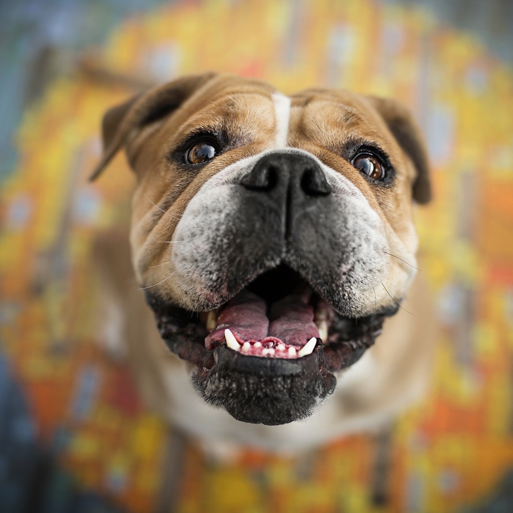 Довольная морда собаки породы боксер