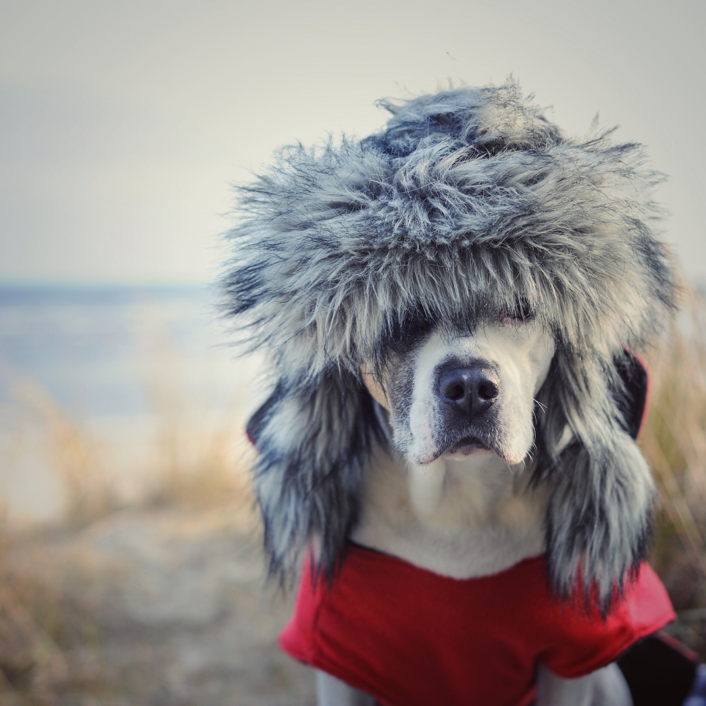 Охотничья собака в теплой шапке 