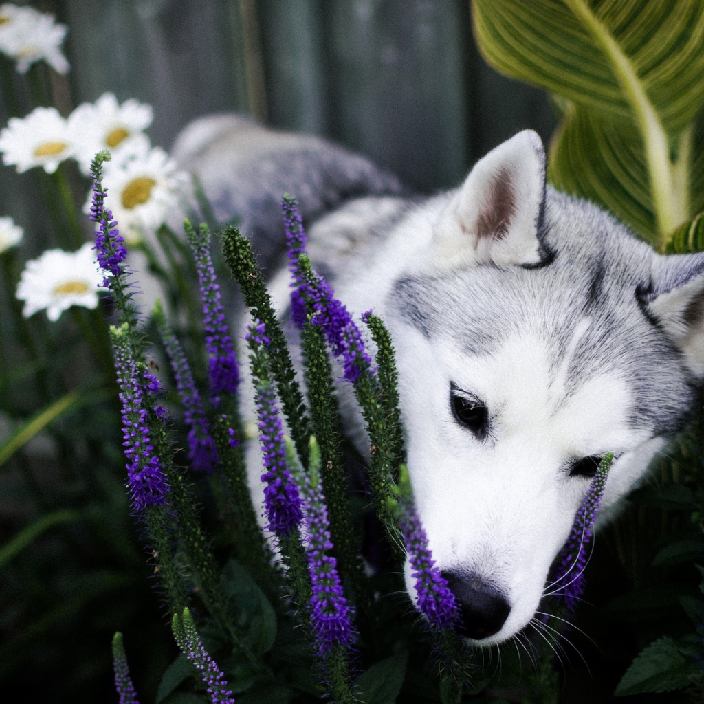 Собака породы хаски в цветах 