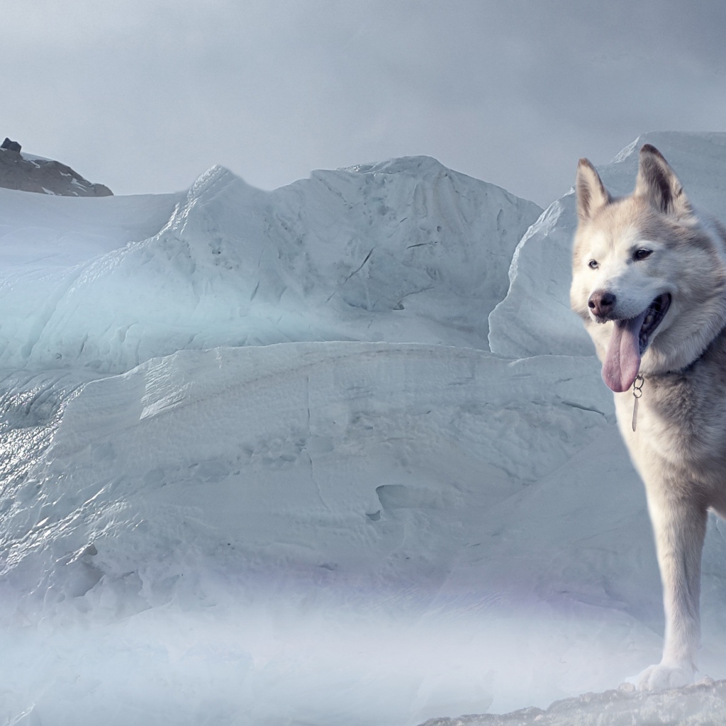 Хаски с высунутым языком стоит на фоне большой льдины