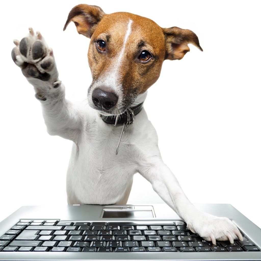 Джек рассел терьер с клавиатурой на белом фоне