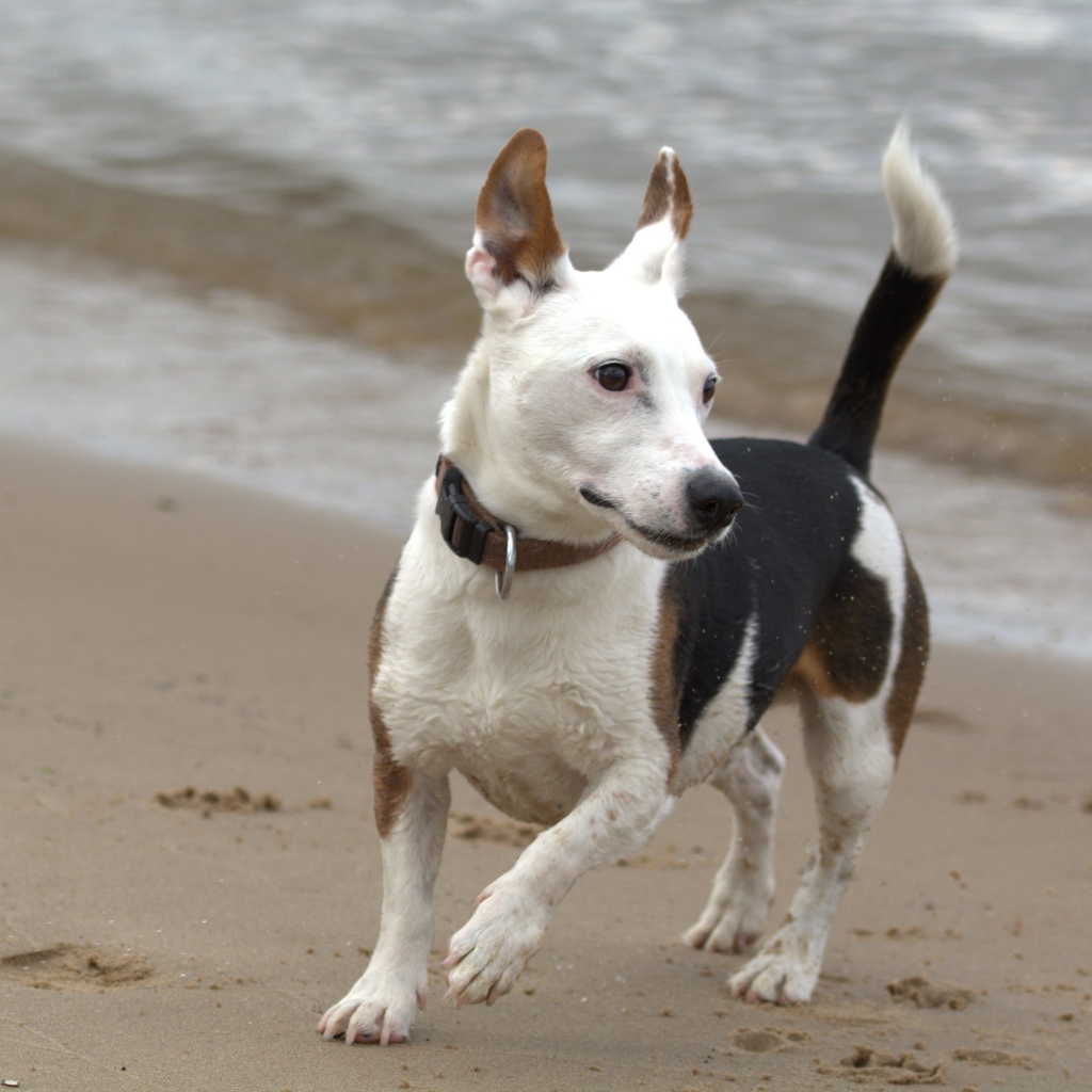 Джек рассел терьер гуляет по песку на пляже