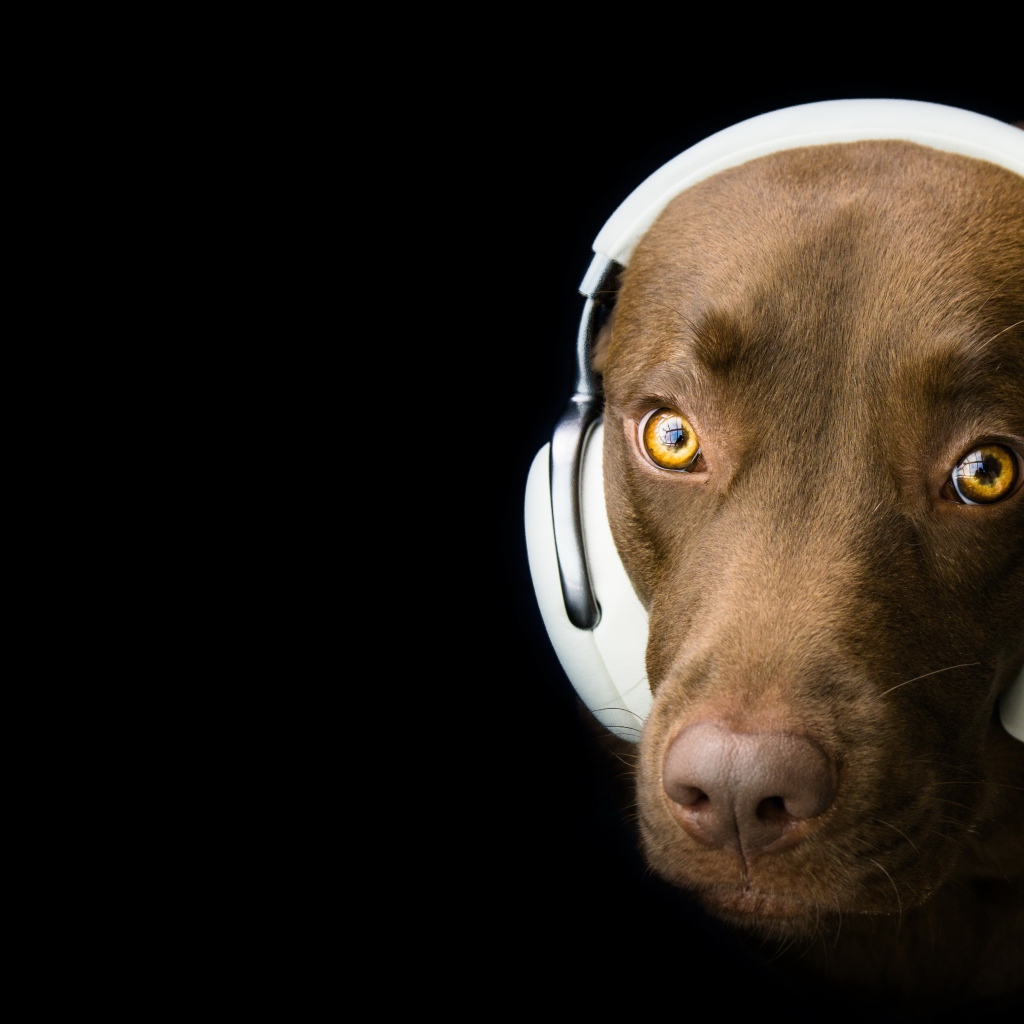 Лабрадор в наушниках на черном фоне