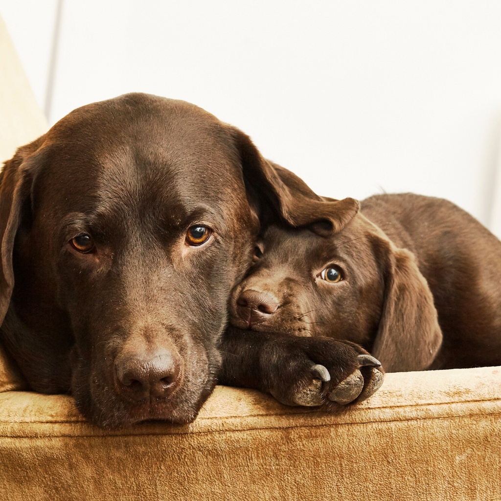 Лабрадор с маленьким милым щенком
