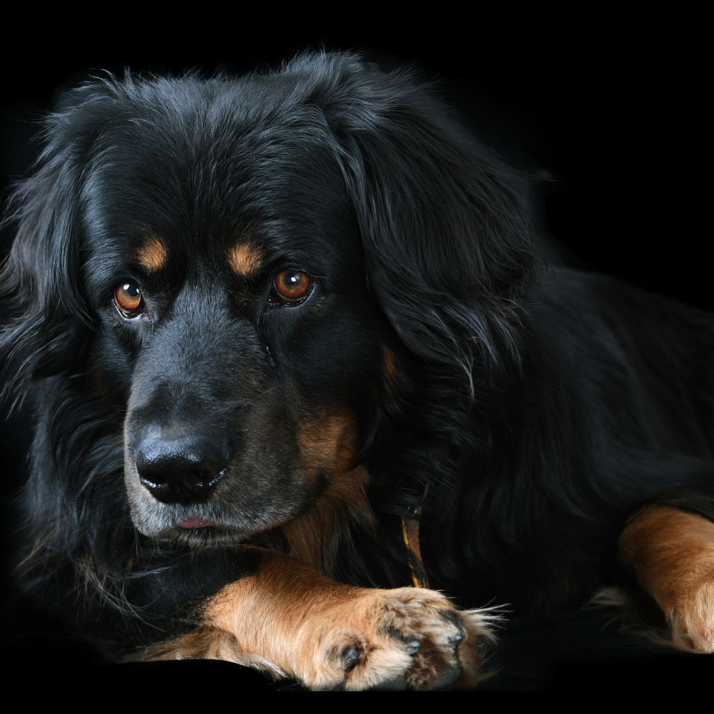 Большая породистая собака на черном фоне