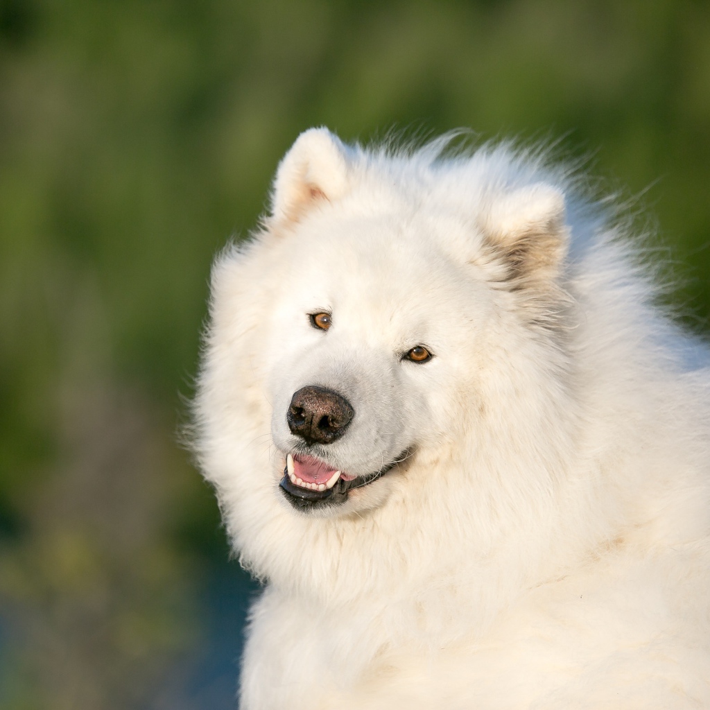 Большой белый пес породы самоед