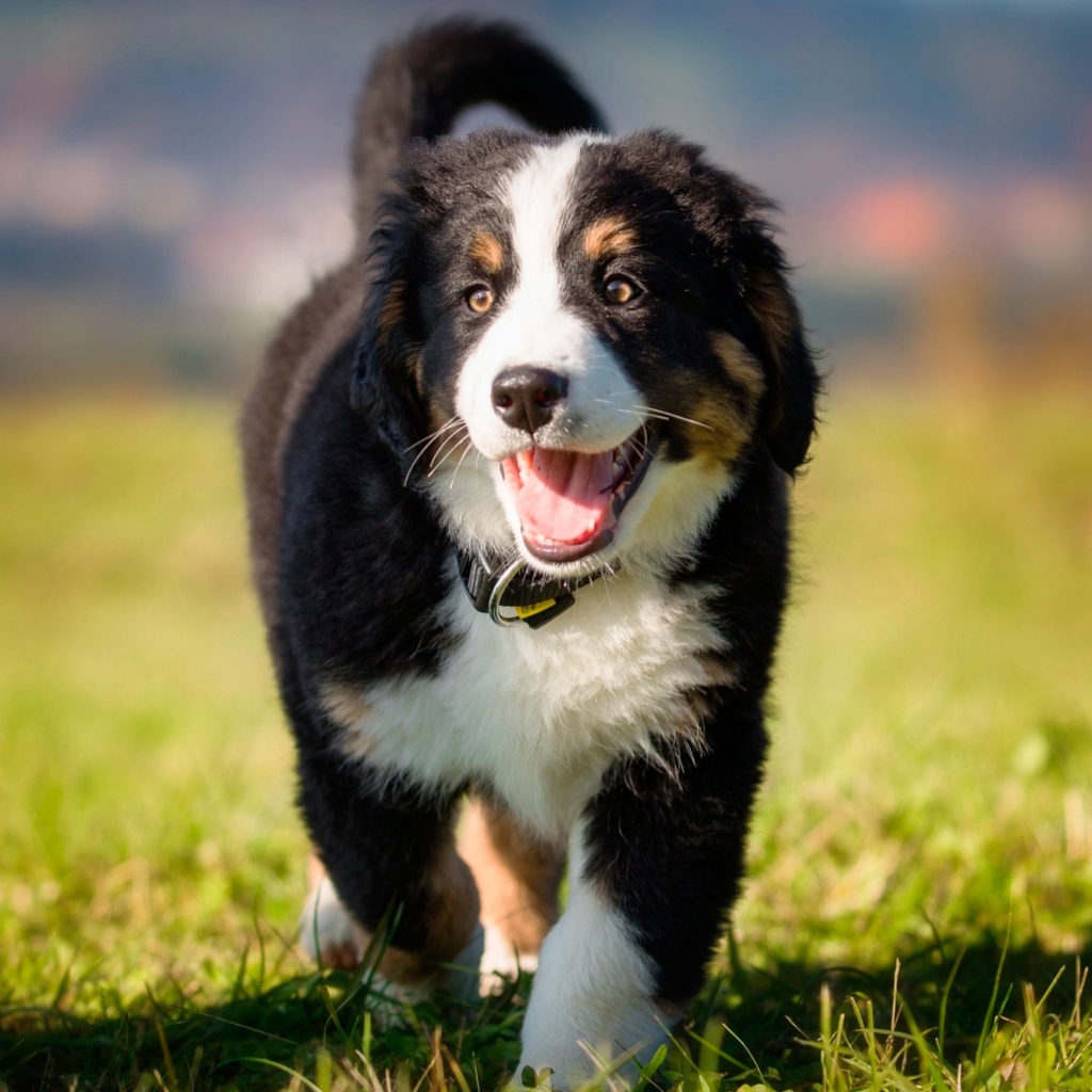 Маленький щенок австралийской овчарки на зеленой траве