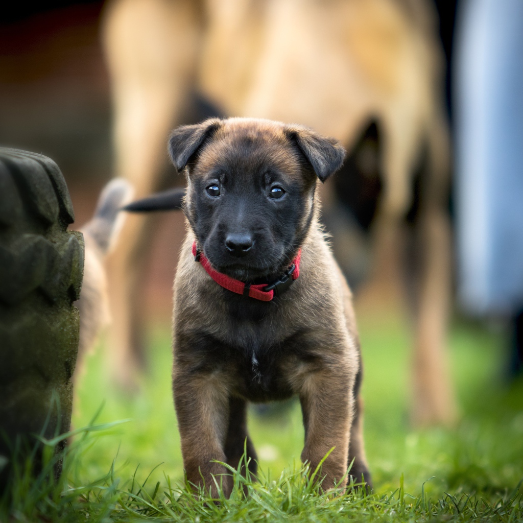 Маленький щенок бельгийской овчарки в красном ошейнике