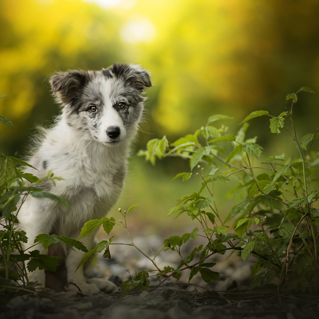 Маленький щенок бордер колли сидит на земле