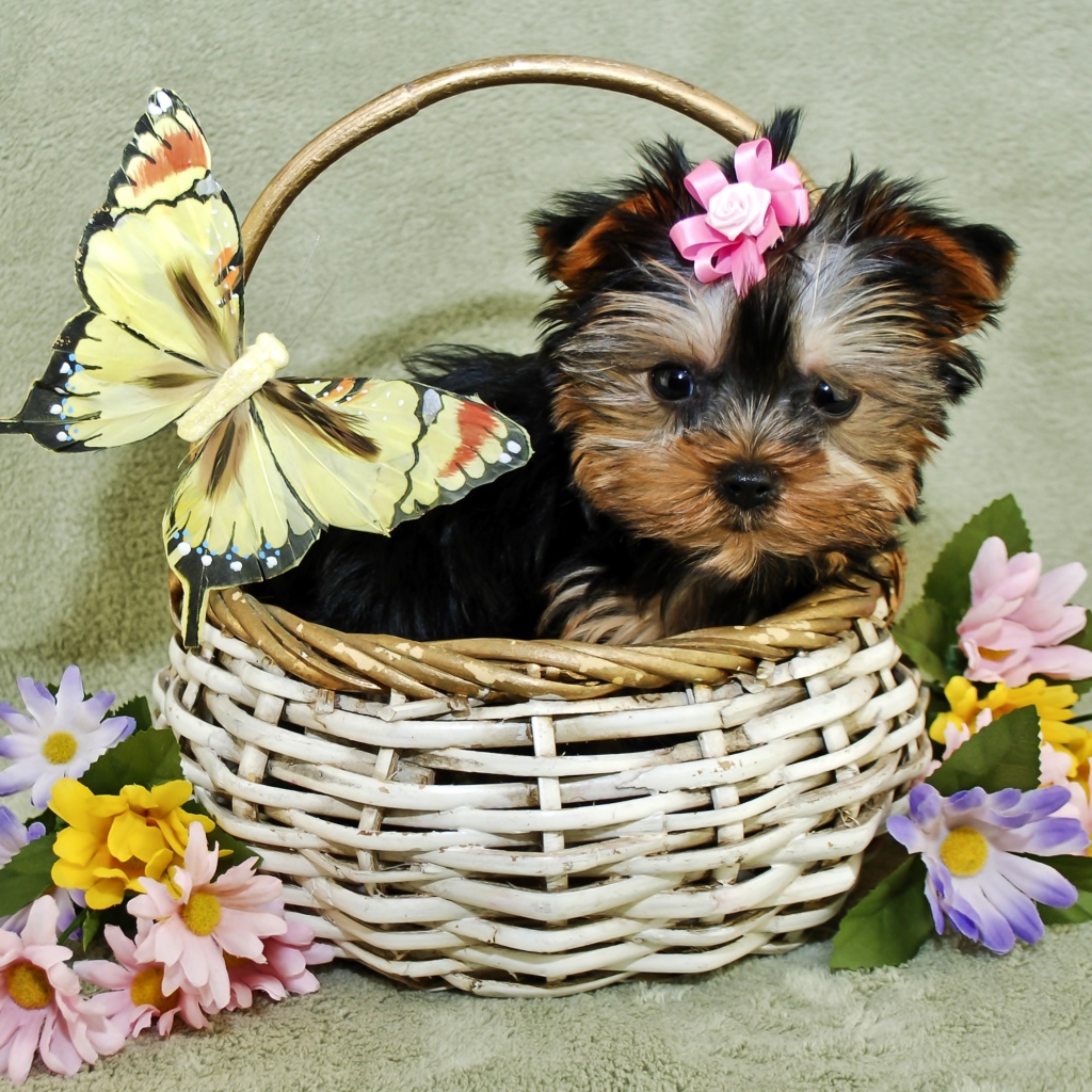 Маленький щенок йоркширского терьера в корзине