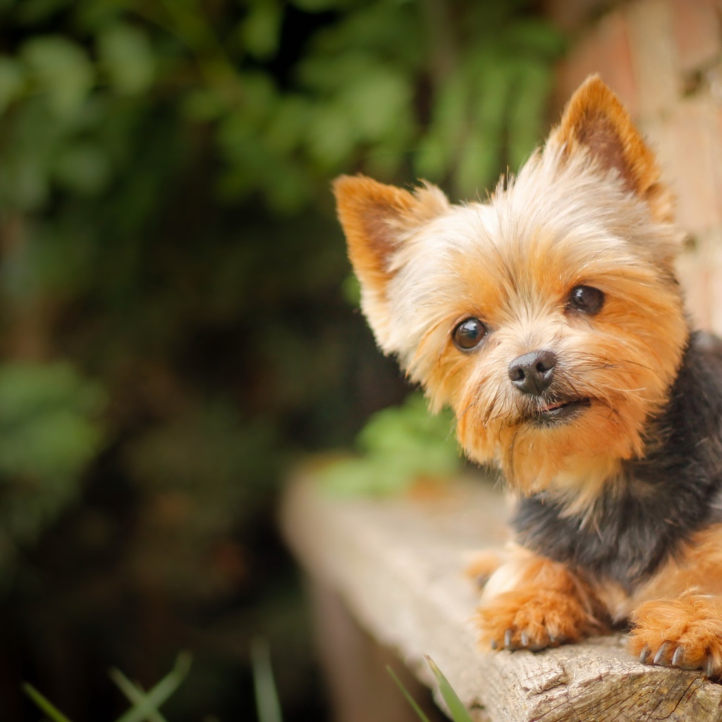 Маленький щенок йоркширского терьера на фоне кирпичной стены