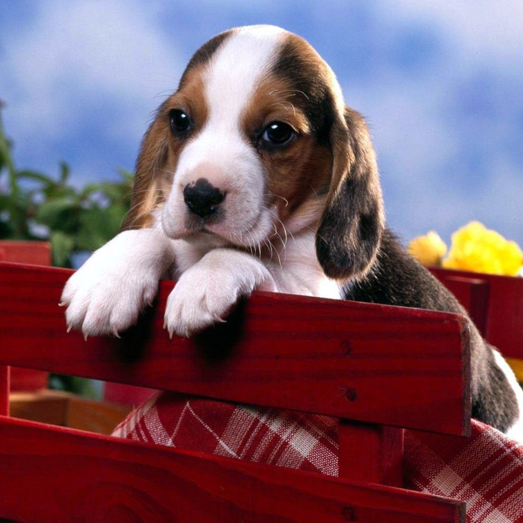 Маленький щенок бигля сидит в коробке