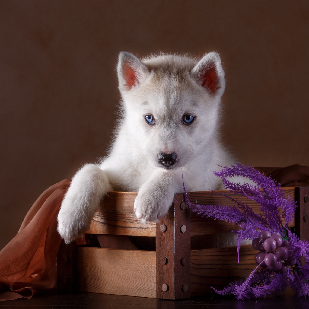 Маленький красивый щенок хаски в деревянном ящике
